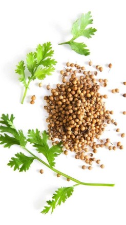 बिना मिट्टी के घर पर उगाएं ताजा धनिया, जानिए आसान तरीका