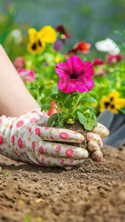 पौधों में डालें राख की खाद, लहलहा जायेंगे गार्डन के पौधे