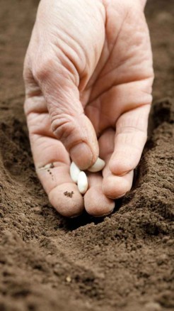 जून में करें सेम की इन किस्मों की खेती, होगा अच्छा मुनाफा