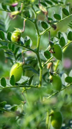 चने में पाए जाने वाले 6 प्रमुख रोगों के नाम और उनकी पहचान