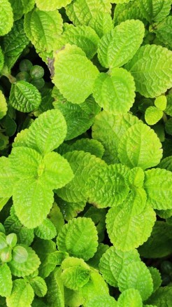 गार्डन किचन में लगाएं ये 6 पौधे, घर में फैलेगी सौंधी महक