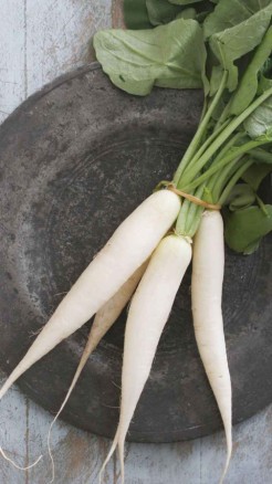 मूली की पांच उन्नत किस्में, देगी गजब की पैदावार