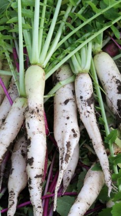 मूली की इस किस्म की करें खेती, जाने इसकी खासियत