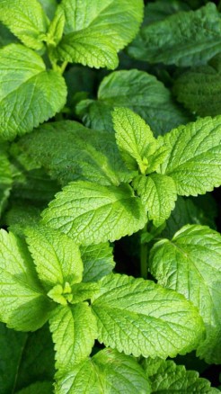 एक गिलास पानी में उगाएं पुदीना जानिए कैसे