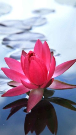 घर में लगायें कमल का पौधा, जाने 8 आसान टिप्स