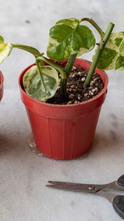 जाने कैसे लगायें गमले या बोतल में मनी प्लांट यह आसान तरीका ज...