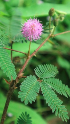 औषधीय गुणों का खजाना है छुईमुई का पौधा, आयुर्वेद से जानें इस...