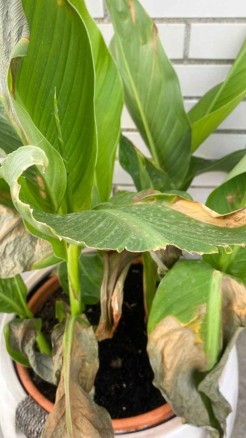 बहुत आसान है, घर में हल्दी उगाना जाने कैसे उगायें गमले में ह...