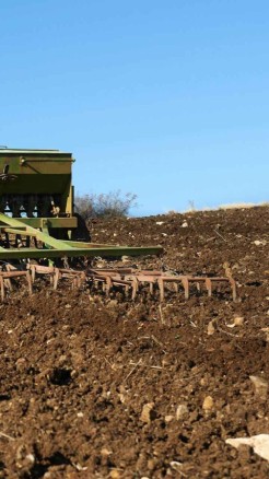 सूरजमुखी की खेती करते समय, इन बातों का रखें खास ध्यान