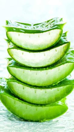 Five Amazing Benefits of Applying Aloe Vera on Hair
