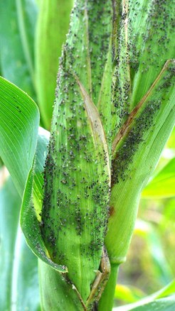 मक्के में पाए जाने वाले प्रमुख 7 रोगों के नाम और उनकी पहचान