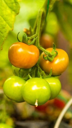 टमाटर की 5 बेहतरीन किस्में जो अपने बगीचे में जरूर उगाएं