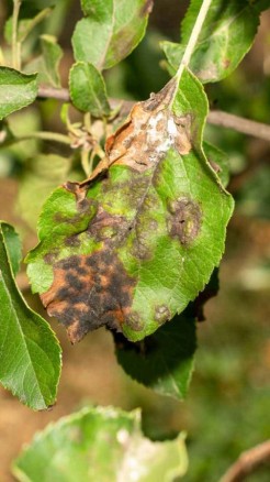 सोयाबीन की खेती में सफलता के लिए 5 प्रमुख रोगों की जानकारी