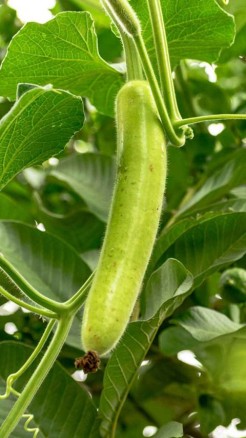 ब्लड शुगर को कंट्रोल करता है, लौकी का जूस मिलेंगे ये 7 लाजवा...