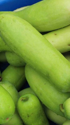 घर पर लौकी उगाने का अनोखा तरीका