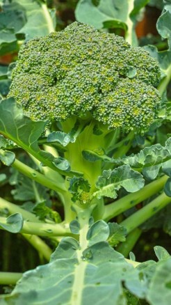 सितंबर माह में करें इन टॉप 5 सब्जियों की खेती, मिलेगा जबरदस्...