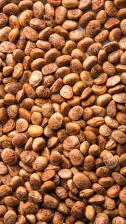 Chironji: A Tiny Seed with Big Health Benefits – 6 Amazing U...
