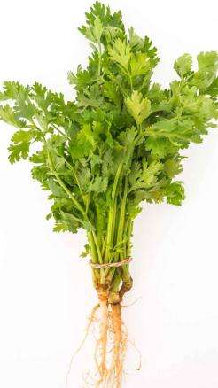 Amazing Benefits of Eating Coriander Chutney in Summer