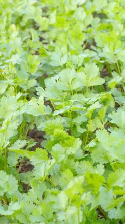 गर्मी में उगाएं ये 5 सब्ज़ियां, होगी जबरदस्त कमाई