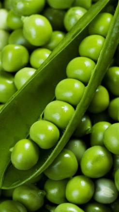 Peas cultivation in October for a Profit of ₹3.50 Lakhs