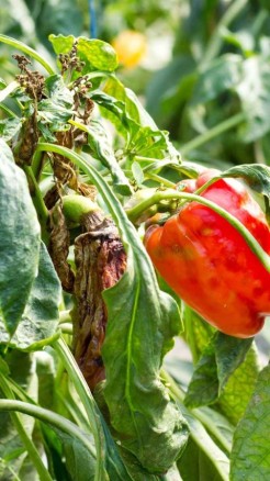 शिमला मिर्च के प्रमुख रोग और उनके नियंत्रण के उपाय