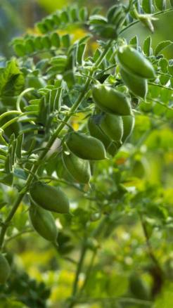 5 high-yielding varieties of chickpeas for farmers to prospe...