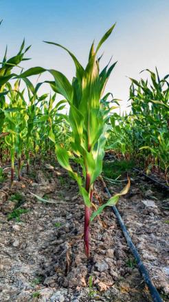 Importance and Benefits of Drip Irrigation in Summer