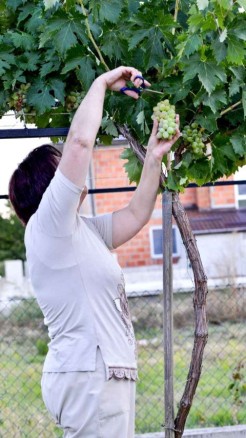 घर पर गमले में अंगूर उगाएं, जानिए आसान तरीके और टिप्स