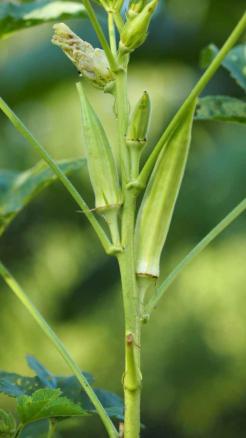How to Okra cultivation in winter for High Yields