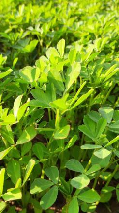 How to Grow Fenugreek at Home, Easy Tips