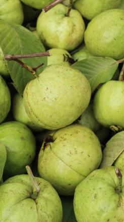 इन 5 देसी फलों को खाकर बारिश में बीमार होने से बचें