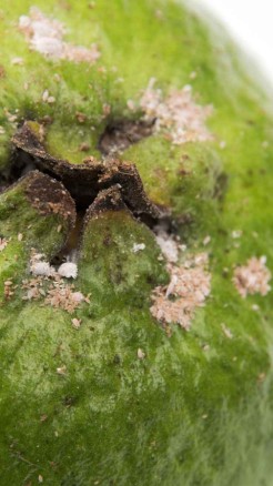 अमरूद की अच्छी पैदावार के लिए इन 8 रोगों से रहें सावधान