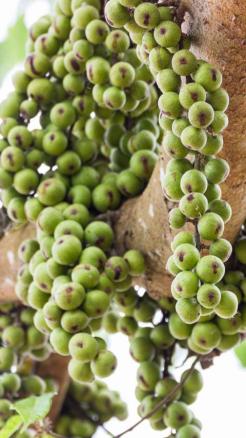 5 Powerful Benefits of Eating Gular (Ficus racemosa) Few Peo...