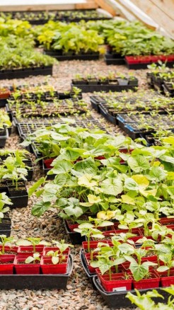 बारिश से सब्जी की खेती को नुकसान से बचाने के लिये अपनाएं यह...