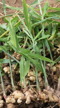 अदरक की पांच टाप उन्नत किस्में, देगी भरपूर उपज