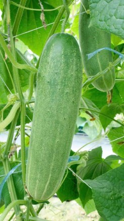 जानिए खीरे की कौन सी वेरायटी है मानसून के लिए सबसे अच्छी