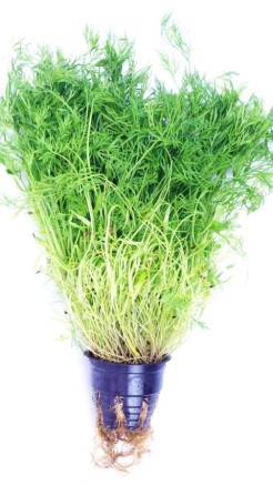 हाइड्रोपोनिक तकनीकि से पौधा 50% तेजी से बढ़ता है, जाने इसके...