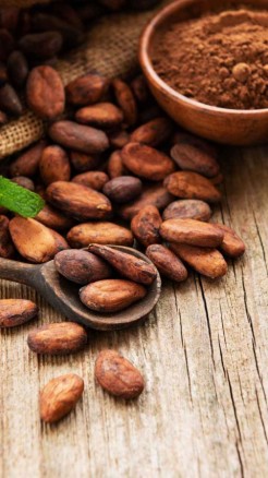 कोको फल जिसकी दीवानी है दुनिया, जाने इसकी खासियत