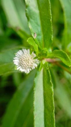 Bhringraj – Not Just for Hair, But a Boon for Your Liver Too