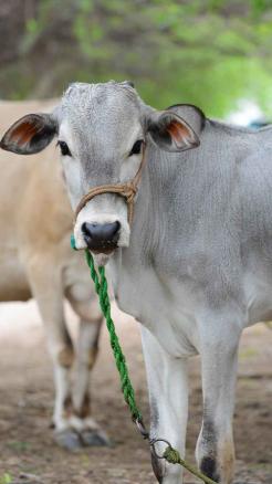 गर्मी में पशुओं को हीट स्ट्रेस से बचाने के सरल घरेलू उपाय