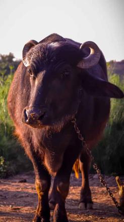 Essential Tips to Increase Milk Production in Buffaloes Duri...