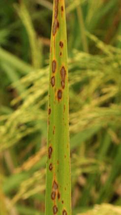 5 Major Diseases That Destroy Paddy – Know the Exact Cure