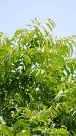 5 Desi Things That Repel Insects During Monsoon