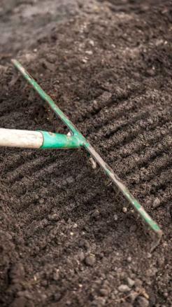 Top 7 Tips for Successful Garlic Farming