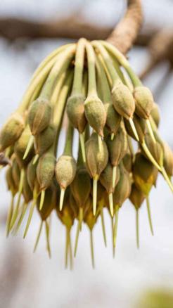 Mahua: A Treasure of Health, Its Benefits Will Shock You