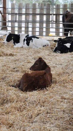 बरसात में पशुओं को बीमारी से बचाने के लिए करें ये काम, नहीं...