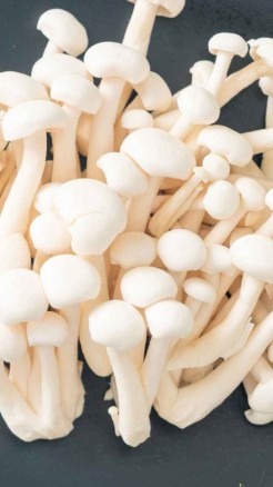 मानसून में करें दूधिया मशरूम की खेती, जानिए शुरुआत से लेकर अ...