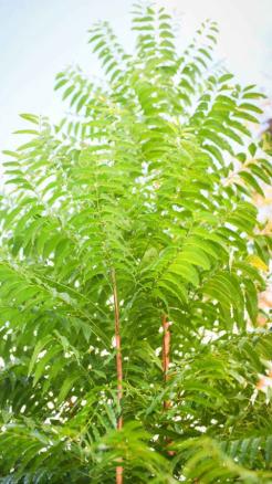 Grow These 7 Medicinal Plants at Home for Natural Health Rem...