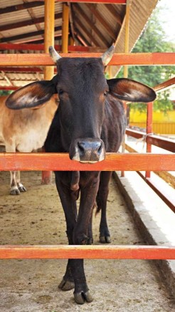 Top 7 profitable dairy farming business ideas in 2024