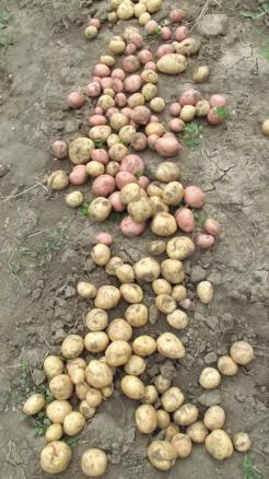 Potatoes cultivate in october and earn profits of up to 2 la...